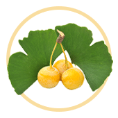 Ginkgo Biloba